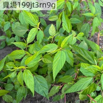 現貨🥬【黃麻葉菜種子】🥬（250粒裝）四季蔬菜種子 田園盆栽種籽 野菜種子 懶人蔬菜種子 多年生高產
