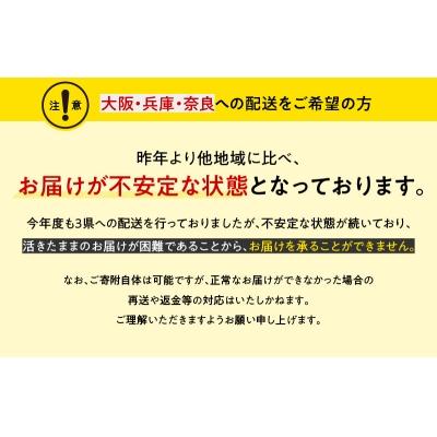 ふるさと納税 天草市 活き車海老「やまと車海老」600g_S010-045