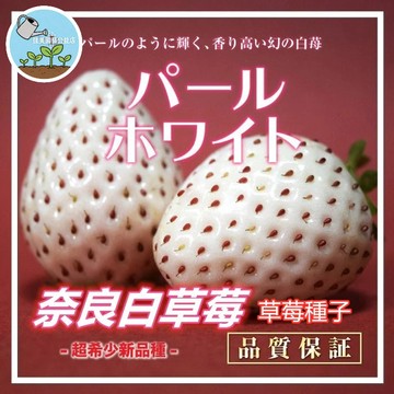🍓【夢幻逸品 日本品種】奈良珍珠白草莓種子 パールホワイト 約100粒 純白粉籽稀有果實 高級果香 陽台盆栽挑戰 贈栽培