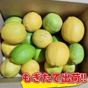 レモン 和歌山県産 訳あり 国産レモン 3.5kg