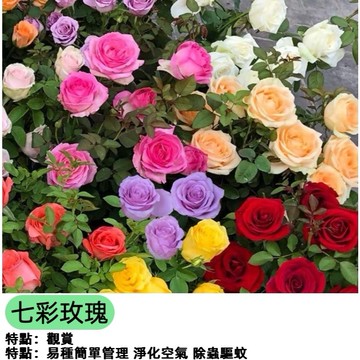 台灣現貨 藍色妖姬 香水玫瑰花種子 七彩玫瑰（超多品種可選）多年生 開花植物 易種 庭院陽台 盆栽花卉香氣濃郁