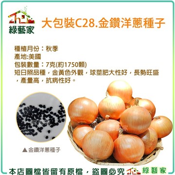 【綠藝家】大包裝C28.金鑽洋蔥種子7克(約1750顆)(有藥劑處理)//短日照品種，金黃色外觀，球莖肥大性好，長勢旺盛