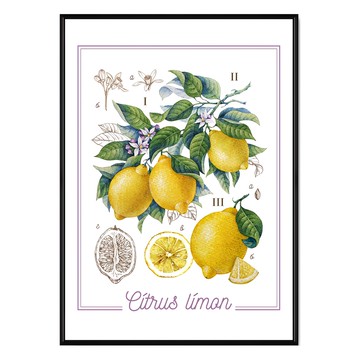 Boluo 菠蘿選畫所 清新檸香 檸檬水果植物掛畫  59.4 x 42cm  黑色