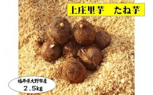 日本の美味い里芋を栽培！上庄里芋の種芋 2kg   500g [A-001014]