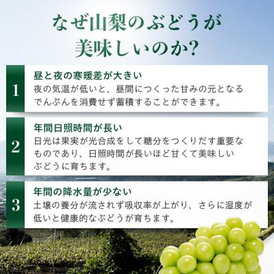 ふるさと納税 山梨市 シャインマスカット 2房 1〜1.5kg