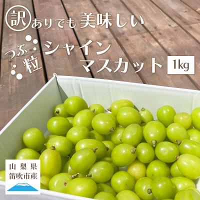 ふるさと納税 笛吹市 先行受付 2024年発送 訳ありでも美味しい 切り落とし粒シャインマスカット   約1kg