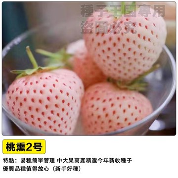 桃熏2號草莓種子 水蜜桃草莓 白草莓 桃香草莓 日本品種 獨特香氣 高甜多汁 陽台盆栽 家庭果園 DIY種植 新鮮現貨