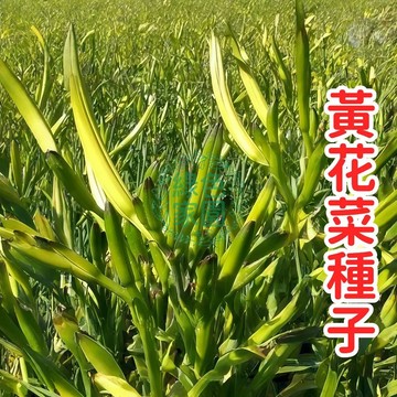 💥台灣發貨💥【黃花菜種子】金針菜種子 可食用黃花菜 萱草花苗 易種多年生 陽台庭院蔬菜 開花觀賞食用兩用 耐熱強健