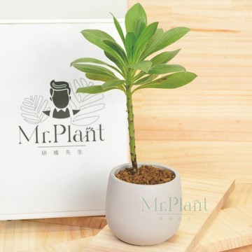 【拈花x研植】白水木│3.5吋水泥盆│窗邊植物│新手植物│淨化空氣│招財植物│觀葉植物│質感盆栽