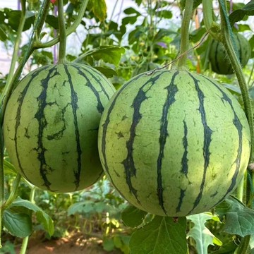 🍉【小糖丸西瓜種子】🍉 迷你小型超薄超甜早熟 庭院陽臺盆栽西瓜種籽 四季播四季農家庭院陽台盆栽種子