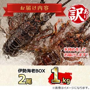 ふるさと納税 ＜訳あり＞朝獲れ発送！鮮魚問屋が厳選した氷締め伊勢海老(2尾・総量1kg以上) 鹿児島県東串良町