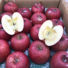 りんごと言えば、本場青森県産サンふじ、家庭用　5kg　16個前後入り