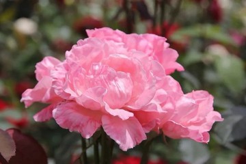 千葉玫瑰單方精油