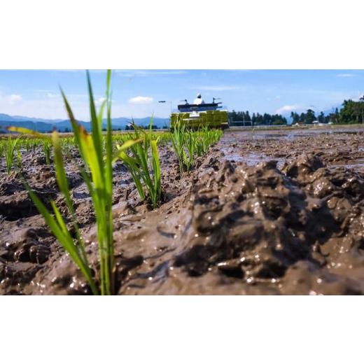 ふるさと納税 新潟県 上越市 定期便3ヶ月連続発送（20ｋｇ×3回分）新潟県産コシヒカリ　謙信秘蔵米20kg