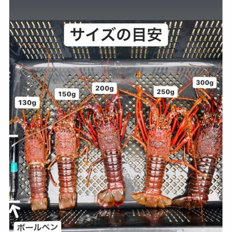 冷凍伊勢海老やびー2.8kg送料込13000円 伊勢海老,特大伊勢海老 | まるか水産公式オンラインショップ