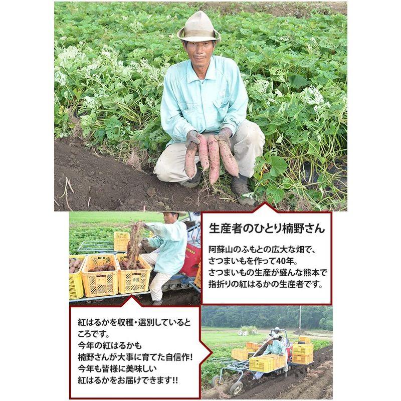 紅はるか さつまいも 10kg 熊本県産 サツマイモ 紅蜜芋