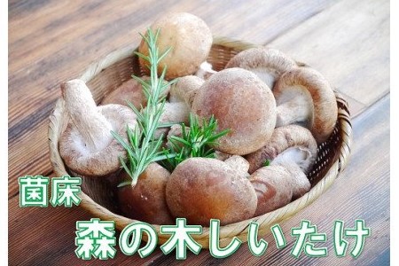 淡路島産の菌床生椎茸（しいたけ）