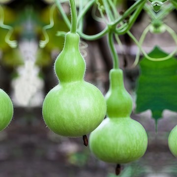 菜蒲種子 扁蒲籽 蒲仔 匏瓜 葫蘆瓜 瓠瓜 夏季瓜果 爬藤植物 家庭菜園 陽台盆栽 棚架作物 好種易活 快收成