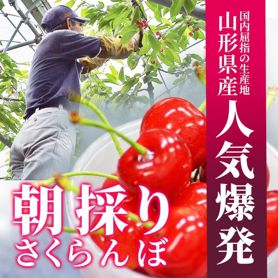 さくらんぼ 山形県産 紅秀峰 秀品 2L 500g 化粧箱入り 送料無料 (遠方送料加算) 食品 お中元 ギフト プレゼント