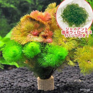 水草 ジャイアント南米ウィローモス ライフマルチ 茶 カボンバミックス １セット 通販 Lineポイント最大1 0 Get Lineショッピング