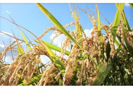 特別栽培「きなうす米」セット（玄米）2kg×3品種