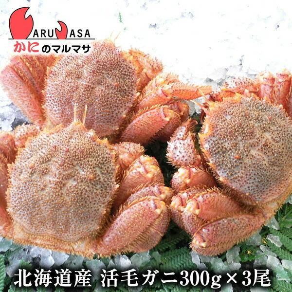 活毛がに 300g 3尾セット 北海道産 極上毛ガニ お歳暮 ギフト お土産 通販 あすつく北海道