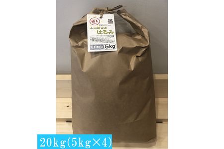 志村屋米穀店 令和5年産新米小田原市産　はるみ　20kg（5kgｘ4）＜出荷時期：10月中旬より順次出荷開始＞