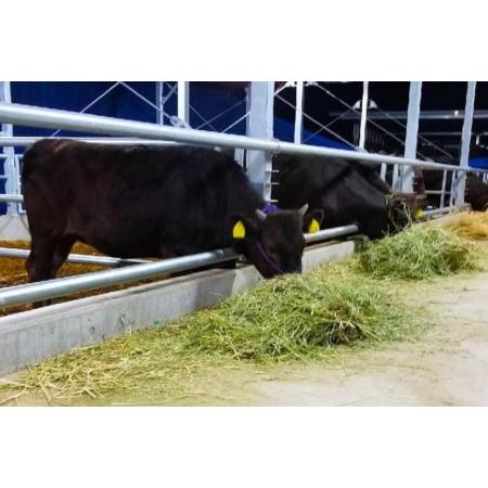 ふるさと納税 黒毛和牛 贅沢牛すじカレー 中辛 5食セット   山中牧場   長崎県 雲仙市 [item0936] レトルト カレー レトルト食品 国産牛 常備食 .. 長崎県雲仙市