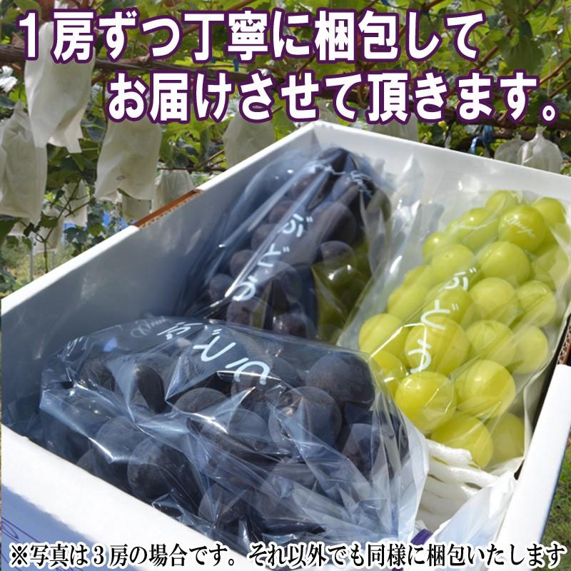 ぶどう 特秀 1房 (約900g前後) ピオーネ 山形県産 ブドウ ギフト 贈答 プレゼント 化粧箱 贈り物 大粒 産地直送 (遠方送料加算)