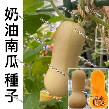 台灣-24H發貨【奶油南瓜】（50粒）紅肉奶油南瓜 奶油南瓜種子 蔬菜種子 庭院盆栽種植 香甜軟糯 高產種植 超高發芽率