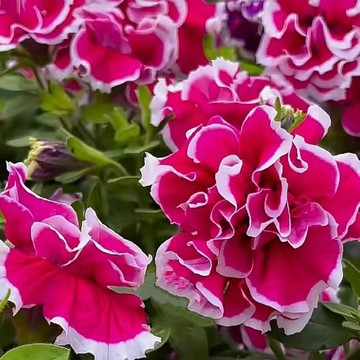 （快速出貨）牽牛花種子 朝顏 爬藤植物 綠籬花卉 四季開花 陽台盆栽 攀援植物 花牆製作 新手易種 播種簡單