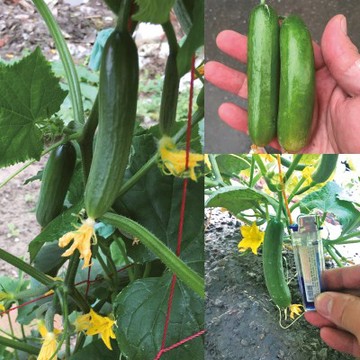 【拈花微笑】水果小胡瓜｜種子｜5粒 非基因改造｜蔬菜種子｜有機無毒｜高發芽率