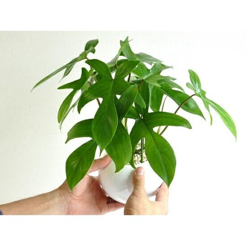 ヤッコカズラ ヤッコさん型葉っぱの植物 白丸陶器鉢に植えた フィロデンドロン やっこ凧 紅ヤッコカズラ 奴 奴さん 敬老の日 ポイント消化 観葉植物  | LINEブランドカタログ