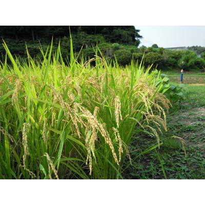 ふるさと納税 茂原市 新米 令和5年産 茂原市産「コシヒカリ」 玄米20kg(10kg×2袋)