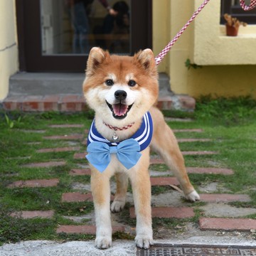 萌少女戰士水手領 - 水星 - 三種穿搭、附蝴蝶結 & 水手結