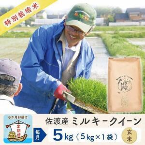 ふるさと納税  佐渡島産ミルキークイーン 玄米5Kg 特別栽培米 新潟県佐渡市