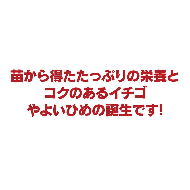 いちご 送料無料 やよいひめ 1パック イチゴ やよい姫 苺 宮崎産 ＜12月中旬より出荷予定＞ 農家直送 フルーツ 果物 大嶌屋（おおしまや）