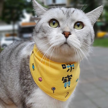 反光寵物領巾 中文姓名設計款 客製化狗狗名字領巾 狗狗貓咪領巾