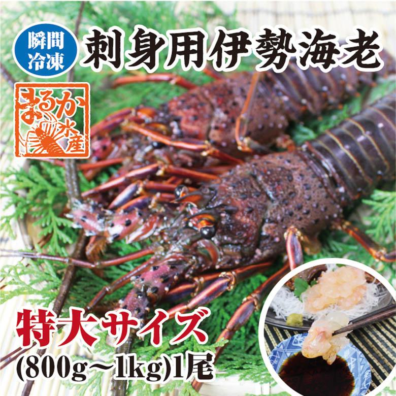 刺身用伊勢海老　活〆冷凍　800g~1kg　１尾　特大サイズ　[凍眠冷凍伊勢海老]