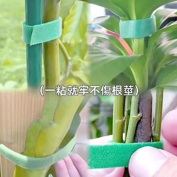 🏅免運+隔天發🏅綠植捆綁紮帶綠蘿爬藤魔術貼植物捆綁支撐固定熱植綁帶t型直條