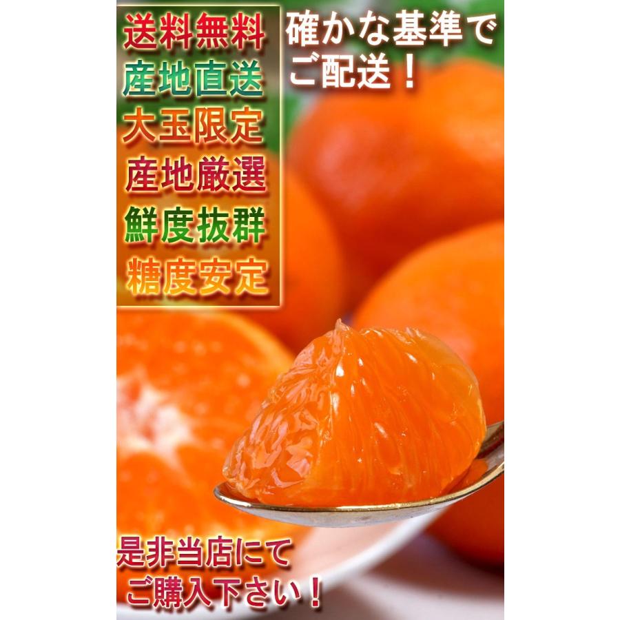 産地直送 紀伊の明星 温州みかん 約10kg L〜3Lサイズ 和歌山県産 大玉限定 蜜柑の出荷量日本一！和歌山で育てた抜群の鮮度と味わい