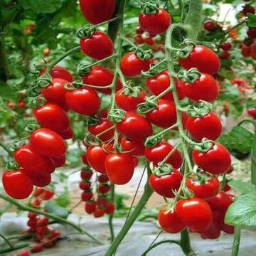 🍅台灣現貨｜聖女果小番茄種子 紅黃紫多色西紅柿 有機蔬果種籽 耐寒耐病 室內庭院盆栽易活
