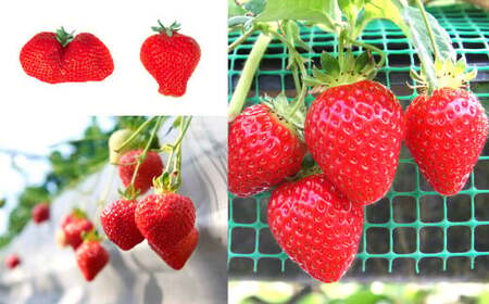 福岡県産 博多あまおう 約1.68kg (約280g×6パック入り) いちご 苺 果物 フルーツ