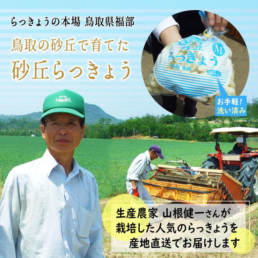 漬け初心者 3点セット らっきょう 芽止め塩漬け 1kgＳ-Ｍサイズ らっきょう酢700ml袋タイプ 鷹の爪2本　 本場福部ふくべ産 山根さんの砂丘らっきょう 冷蔵