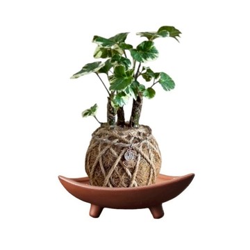 斑葉川七(福祿桐)【綠美園樂居】水苔球 觀葉植物 苔球植物 室內植物 觀賞植物 居家擺設 開店送禮 新手植物 開幕植栽