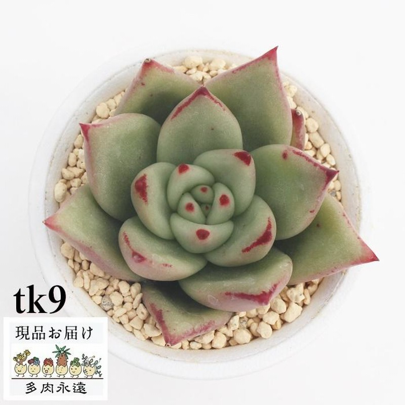 東雲 Tk9 多肉植物 エケベリア 現物の仔をお届け 珍品多肉植物 珍しい多肉植物 多肉永遠苗 通販 Lineポイント最大0 5 Get Lineショッピング