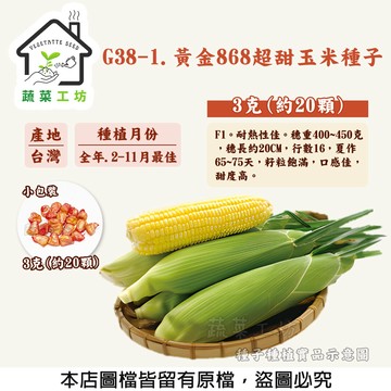 蔬菜工坊 G38-1.黃金868超甜玉米種子3克(約20顆)(有藥劑處理) 籽粒飽滿，口感佳，甜度高果菜類種子