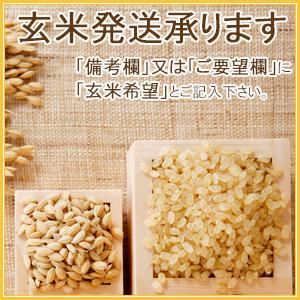 令和５年産　お米 10kg　白米　特別栽培米 新潟産新之助 5kg×2袋 当日出荷　送料無料※一部地域を除く