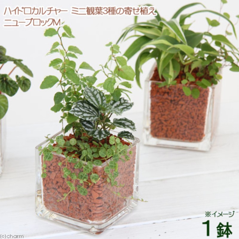 観葉植物 ハイドロカルチャー ミニ観葉３種の寄せ植え ニューブロック ｍ １個 通販 Lineポイント最大1 0 Get Lineショッピング