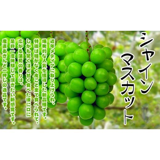 ふるさと納税 香川県 坂出市 《2024年発送》特秀品シャインマスカット1kgの詰め合わせ